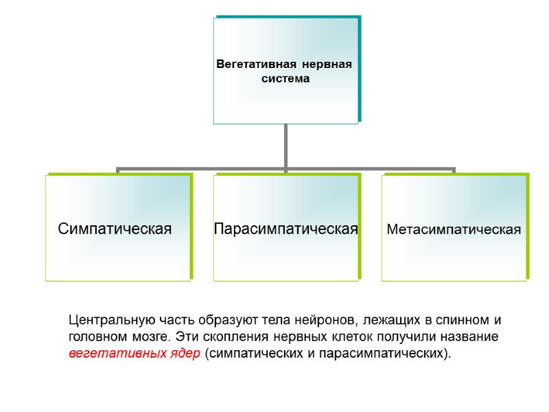 Центральную часть образуют тела нейронов, лежащих в спинном и головном мозге. Эти скопления нервных Центральную часть образуют тела нейронов, лежащих в спинном и головном мозге. Эти скопления нервных